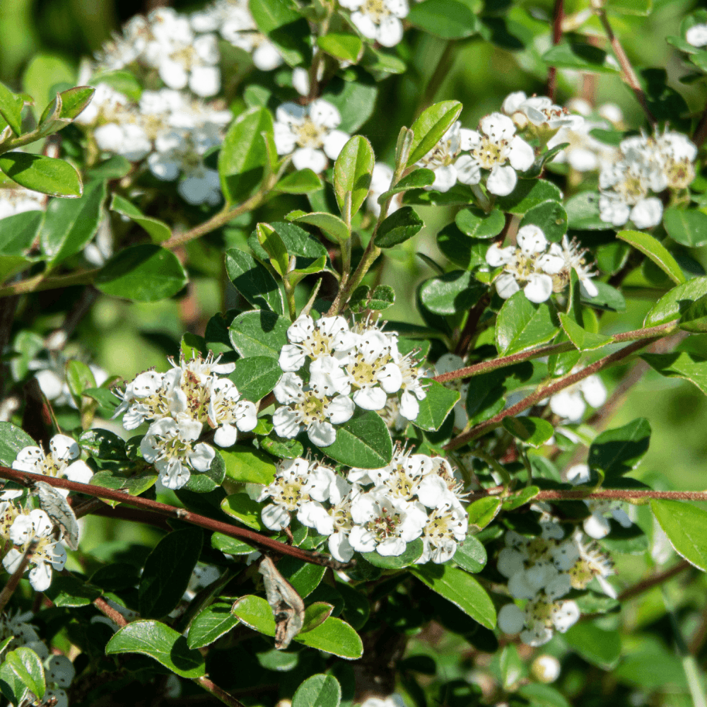 Cotonéaster rampant - Cottoneaster dammeri - FLEURANDIE