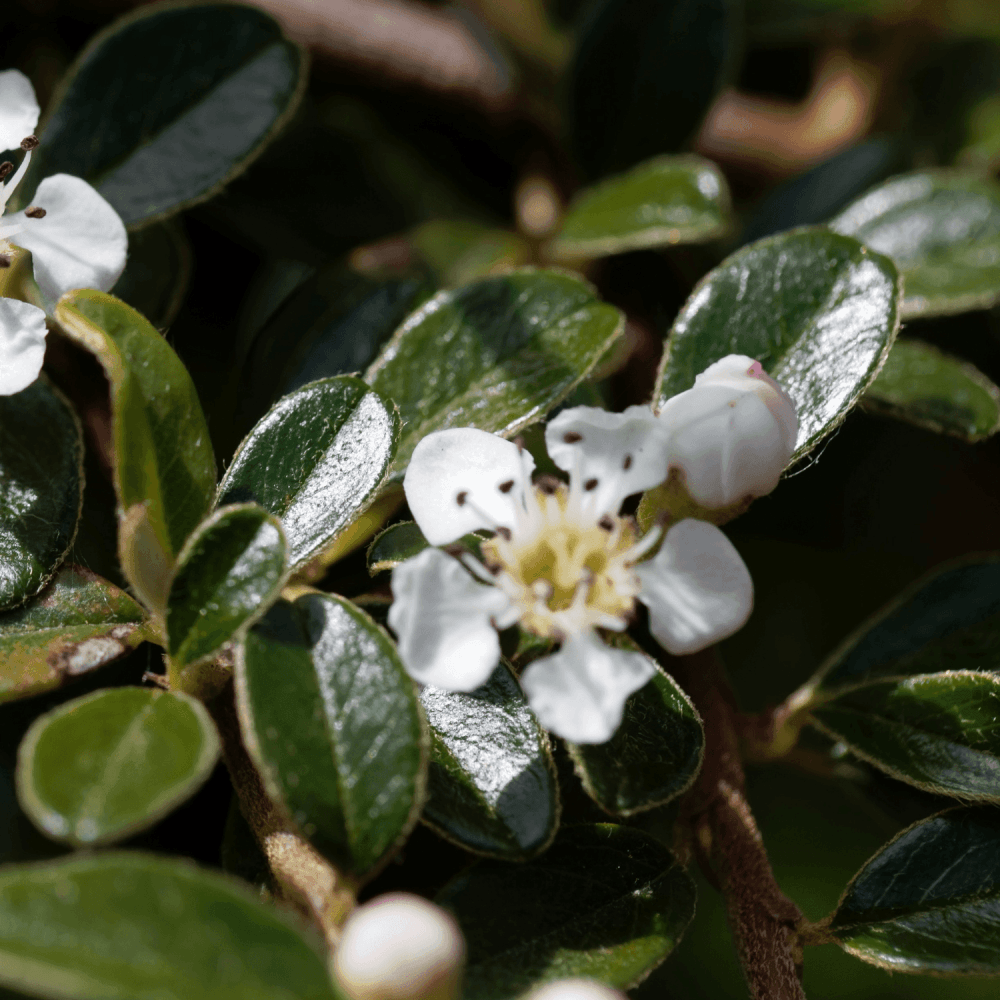 Cotonéaster rampant - Cottoneaster dammeri - FLEURANDIE