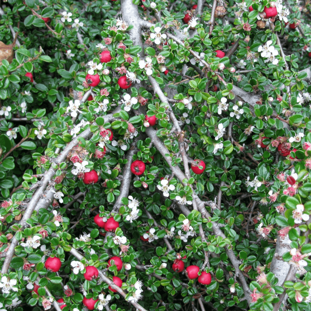 Cotonéaster rampant - Cottoneaster dammeri - FLEURANDIE