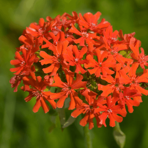 Croix de Malte- Lychnis arkwrightii - FLEURANDIE