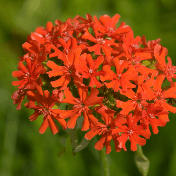 Croix de Malte- Lychnis arkwrightii