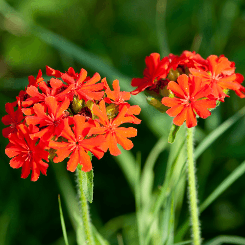 Croix de Malte- Lychnis arkwrightii - FLEURANDIE