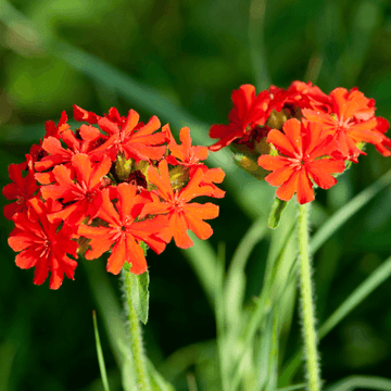 Croix de Malte- Lychnis arkwrightii