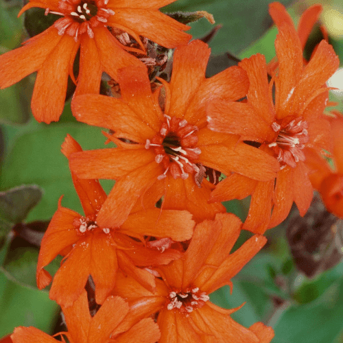 Croix de Malte- Lychnis arkwrightii - FLEURANDIE