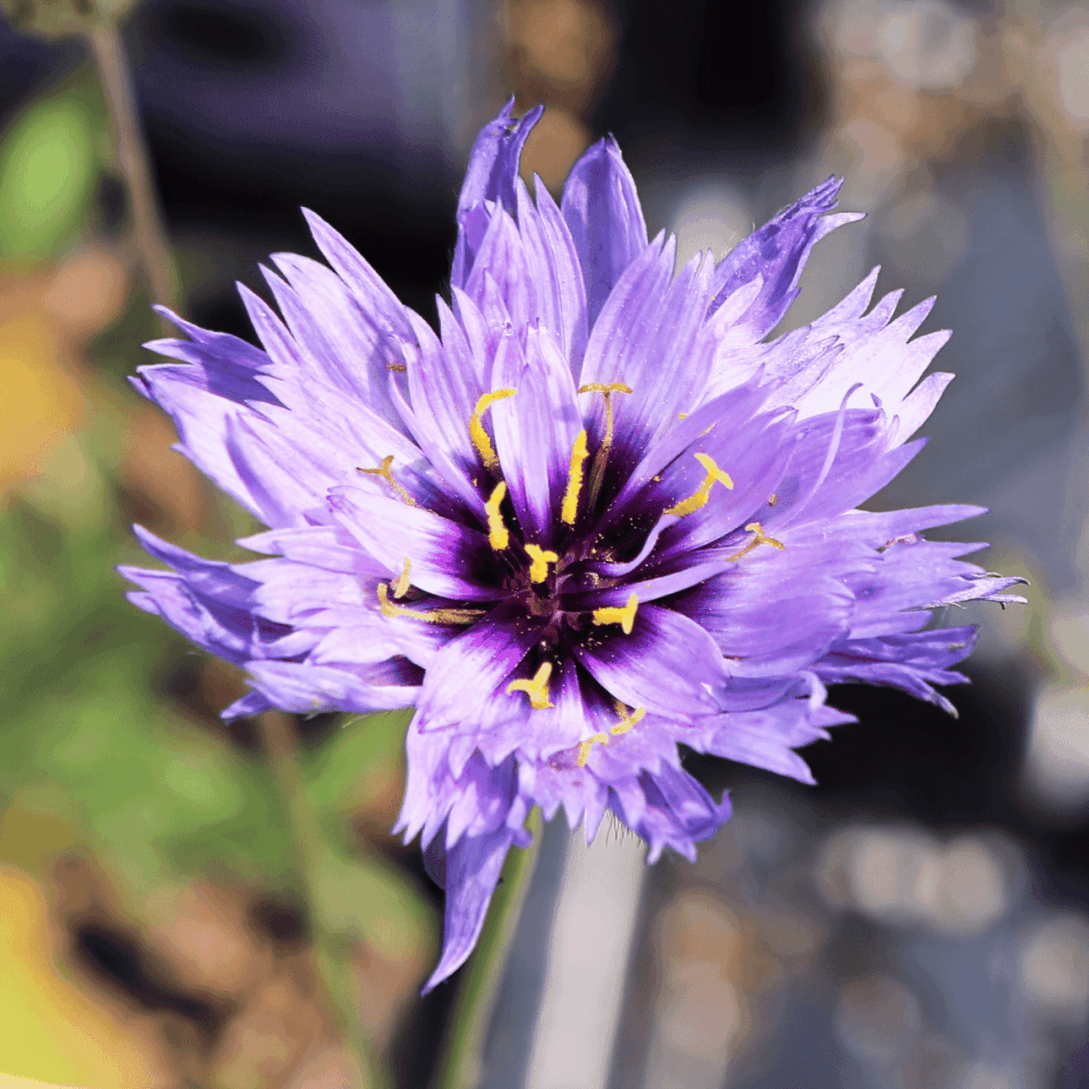 Cupidone bleue - Catananche caerulea - FLEURANDIE