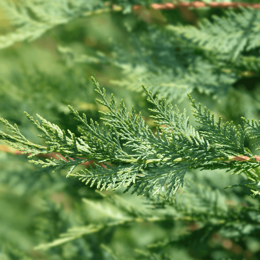 Cyprès de Leyland '2001' - Cupressocyparis leylandii '2001' - FLEURANDIE