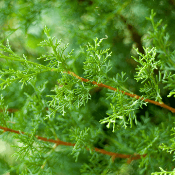 Cyprès de Leyland - Cupressocyparis leylandii