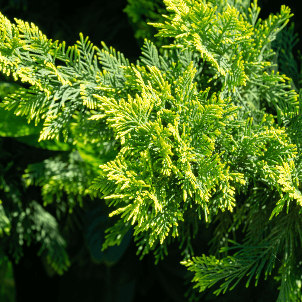 Cyprès de Leyland - Cupressocyparis leylandii - FLEURANDIE