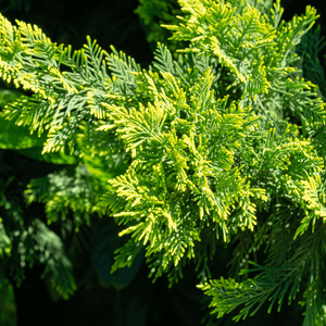 Cyprès de Leyland - Cupressocyparis leylandii - FLEURANDIE