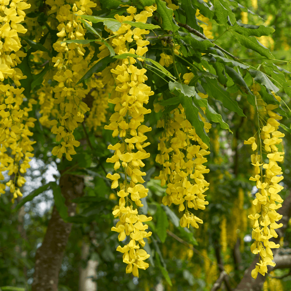 Cytise commun, Faux ébénier - Laburnum anagyroides - FLEURANDIE
