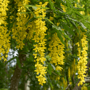 Cytise commun, Faux ébénier - Laburnum anagyroides - FLEURANDIE