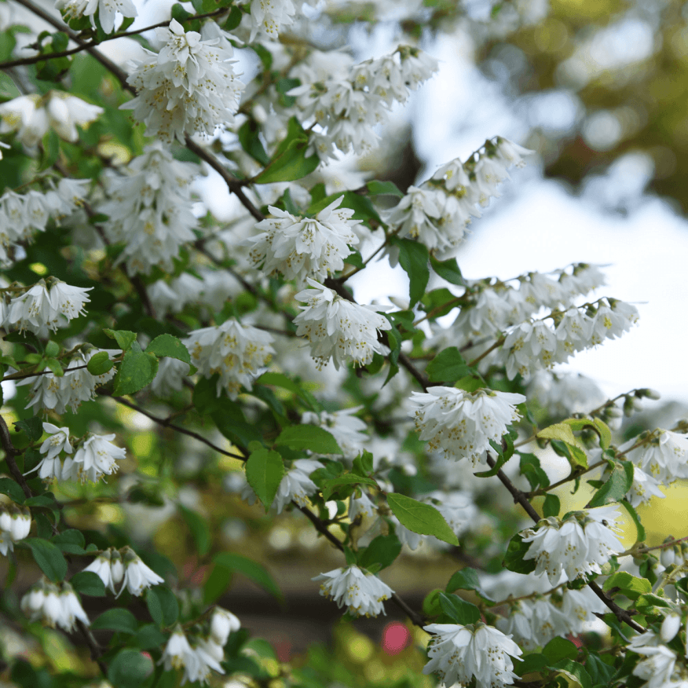 Deutzia crenata 'Nikko' - Deutzia crenata 'Nikko' - FLEURANDIE