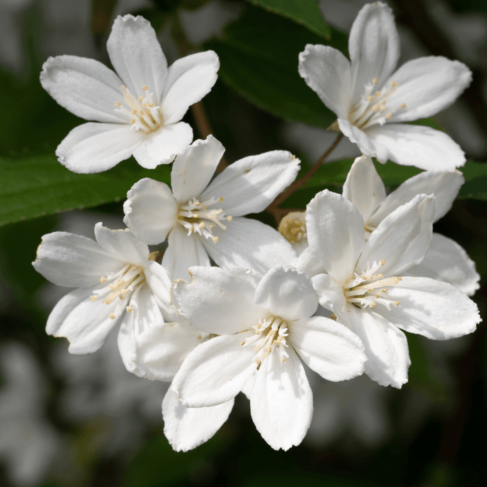 Deutzia crenata 'Nikko' - Deutzia crenata 'Nikko' - FLEURANDIE