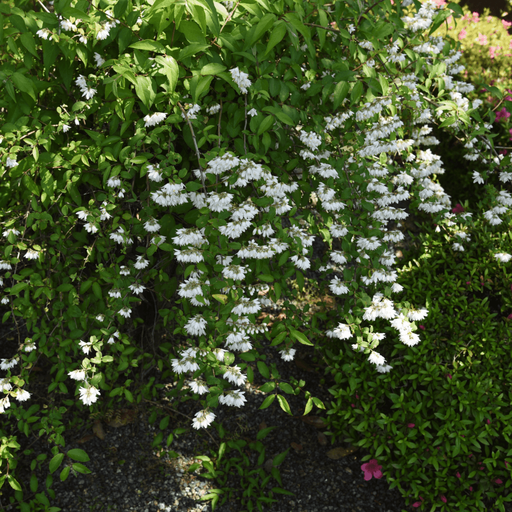 Deutzia crenata 'Nikko' - Deutzia crenata 'Nikko' - FLEURANDIE