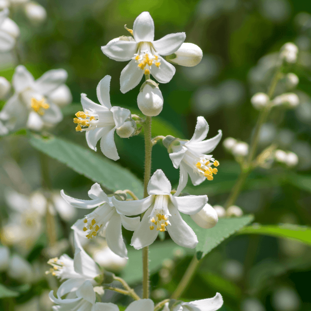 Deutzia gracilis - Deutzia gracilis - FLEURANDIE