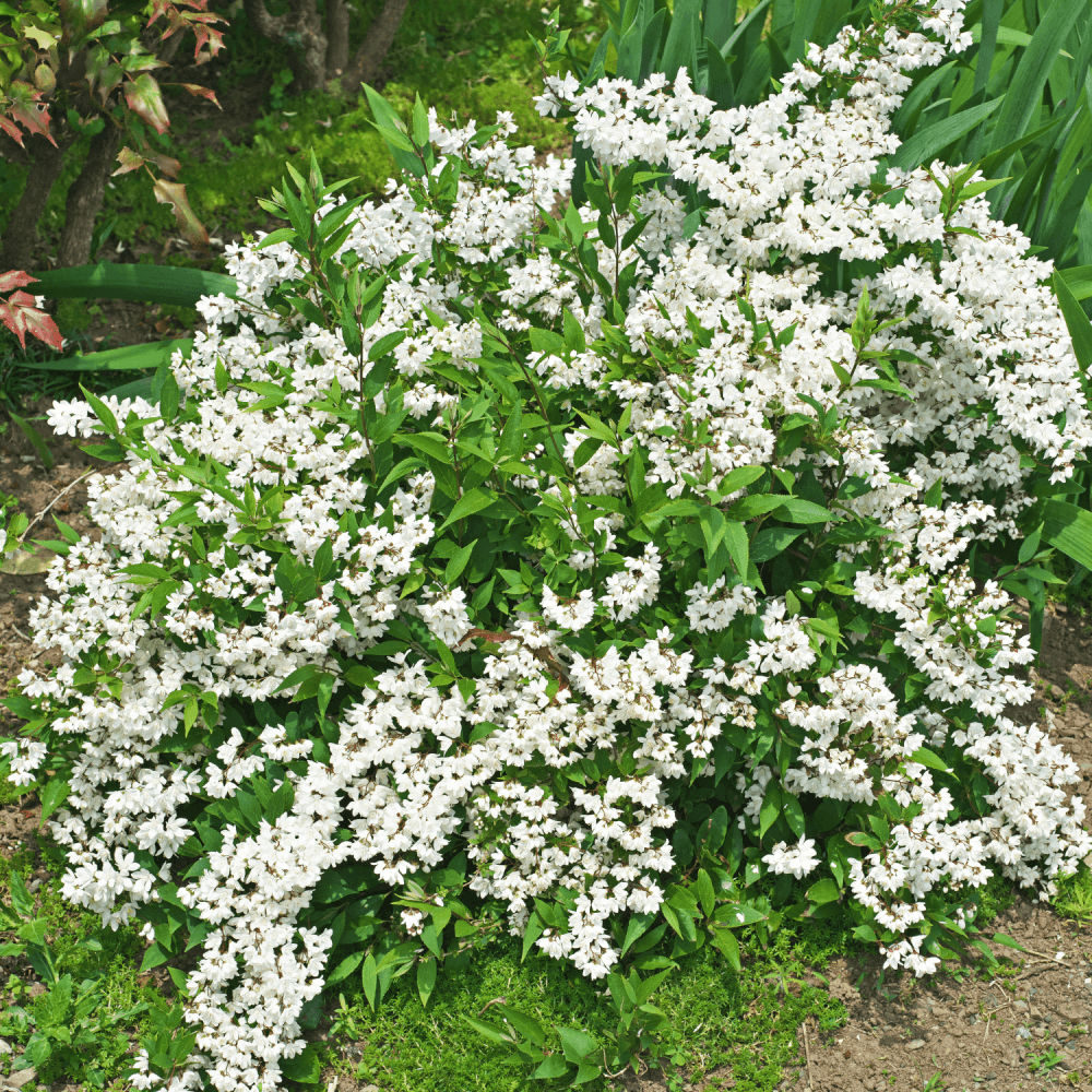 Deutzia gracilis - Deutzia gracilis - FLEURANDIE