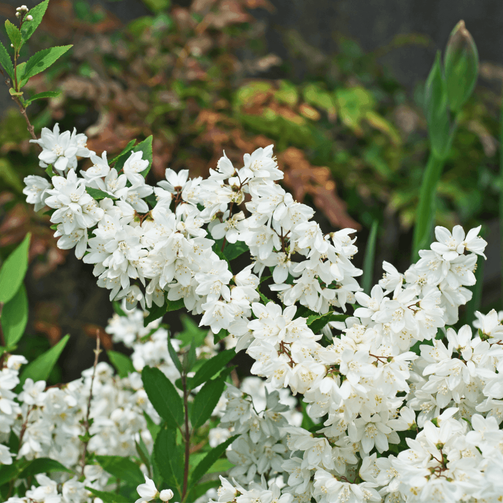 Deutzia gracilis - Deutzia gracilis - FLEURANDIE