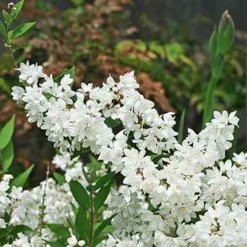 Deutzia gracilis - Deutzia gracilis