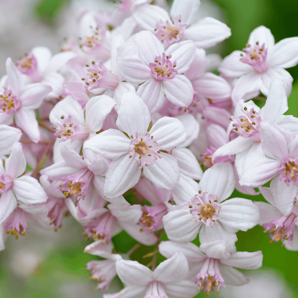 Deutzia hybride 'Mont Rose' - Deutzia 'Mont Rose' - FLEURANDIE