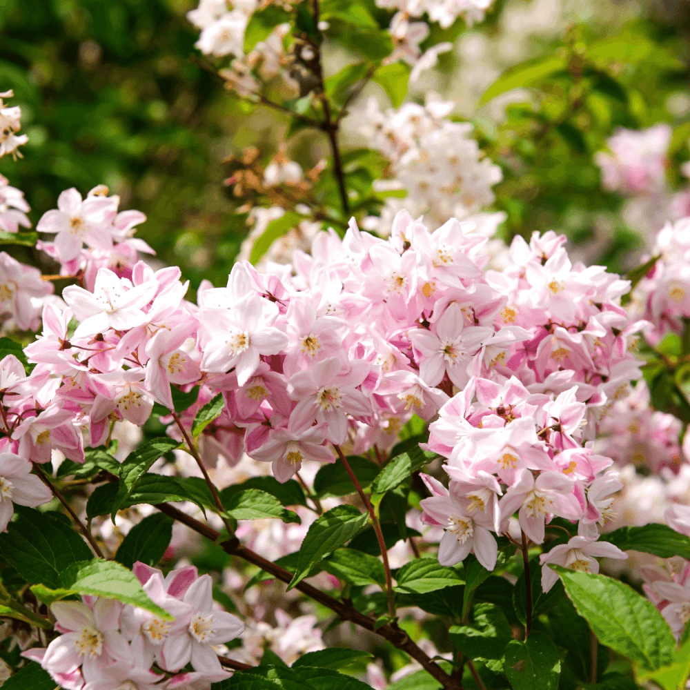 Deutzia hybride 'Mont Rose' - Deutzia 'Mont Rose' - FLEURANDIE