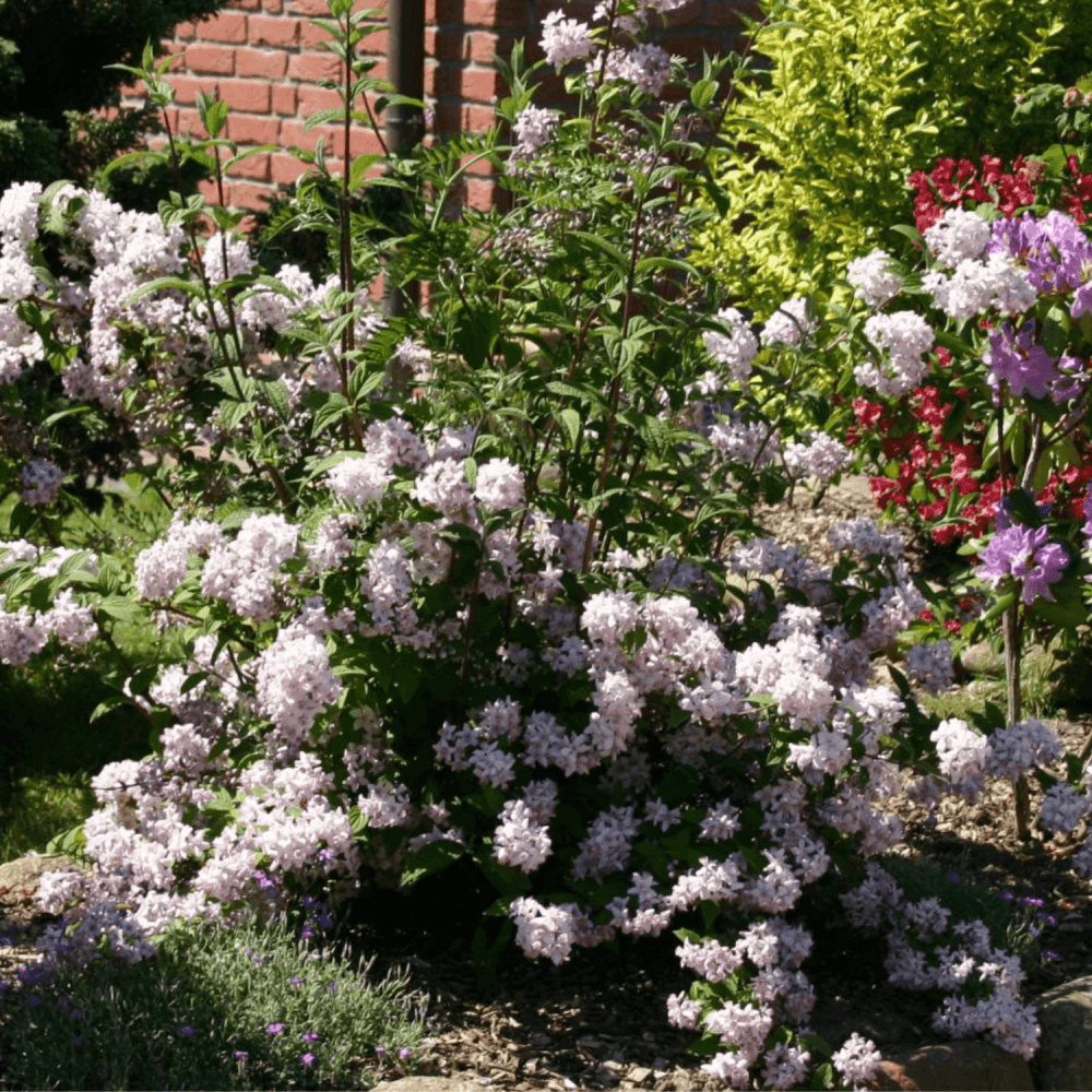 Deutzia hybride 'Mont Rose' - Deutzia 'Mont Rose' - FLEURANDIE