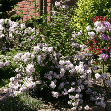 Deutzie hybride 'Mont Rose' - Deutzia 'Mont Rose'