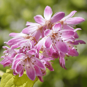 Deutzia x kalmiiflora - Deutzia kalmiiflora 3L - FLEURANDIE