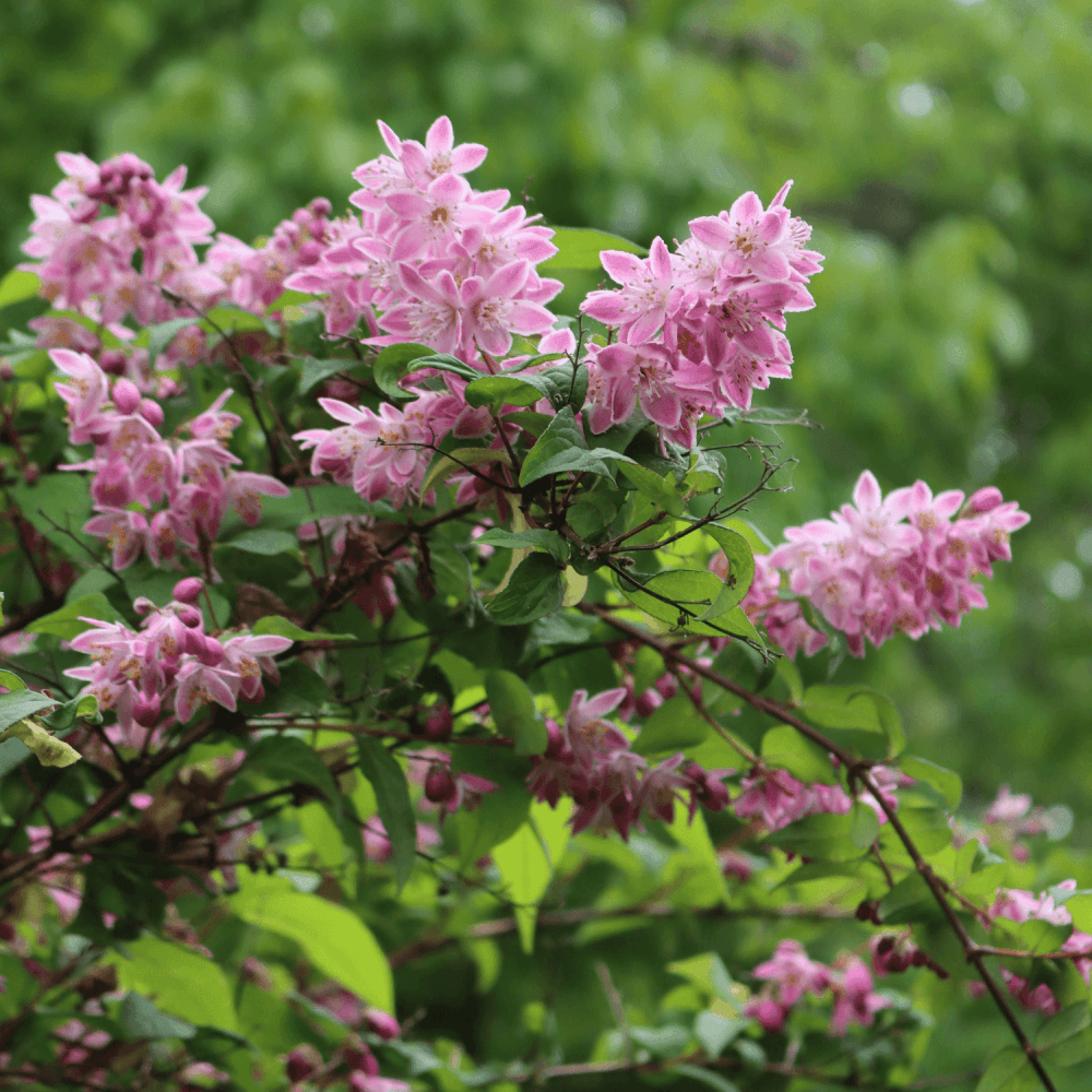 Deutzia x kalmiiflora - Deutzia kalmiiflora 3L - FLEURANDIE