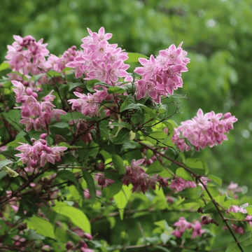 Deutzia x kalmiiflora - Deutzia kalmiiflora 3L