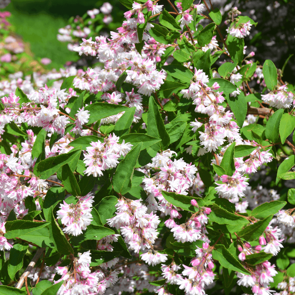 Deutzia x kalmiiflora - Deutzia kalmiiflora 3L - FLEURANDIE