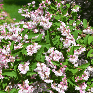 Deutzia x kalmiiflora - Deutzia kalmiiflora 3L