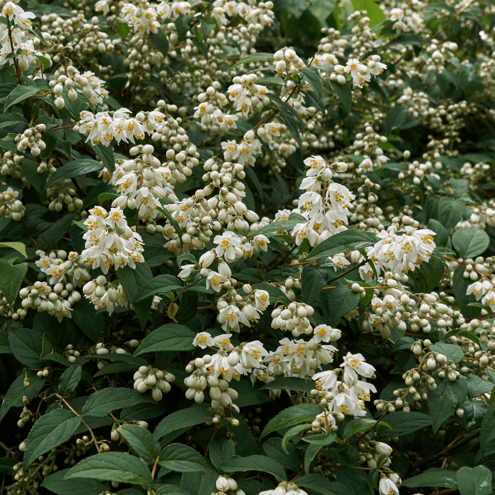 Deutzia x magnifica - Deutzia magnifica - FLEURANDIE