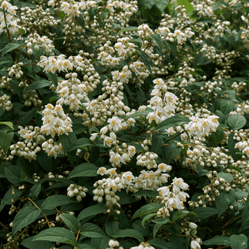 Deutzia x magnifica - Deutzia magnifica