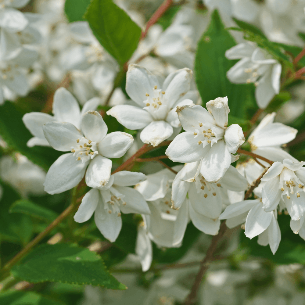 Deutzia x magnifica - Deutzia magnifica - FLEURANDIE