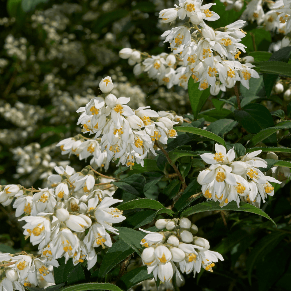 Deutzia x magnifica - Deutzia magnifica - FLEURANDIE