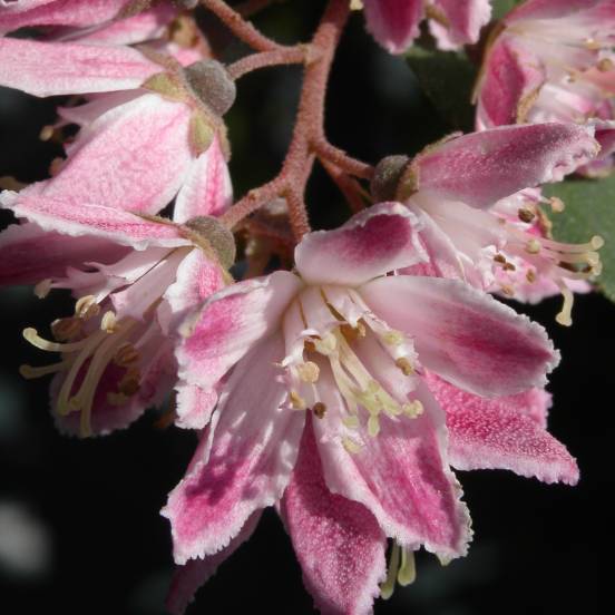 Deutzie x hybrida Perle Rose