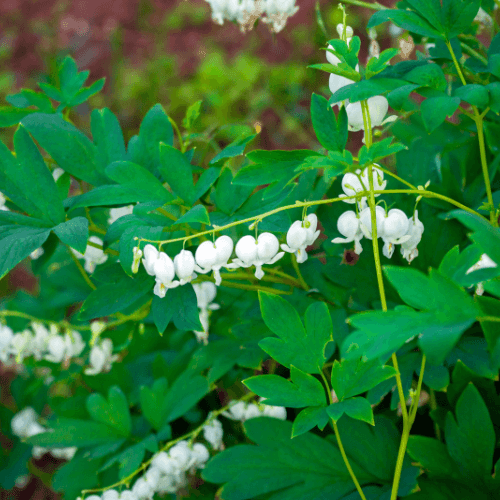 Dicentra spectabilis Alba - Coeur de Marie Blanc - FLEURANDIE