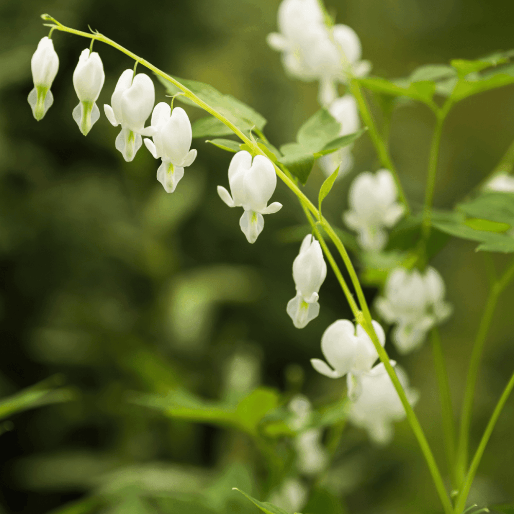 Dicentra spectabilis Alba - Coeur de Marie Blanc - FLEURANDIE