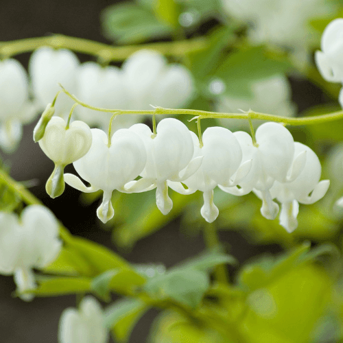 Dicentra spectabilis Alba - Coeur de Marie Blanc - FLEURANDIE