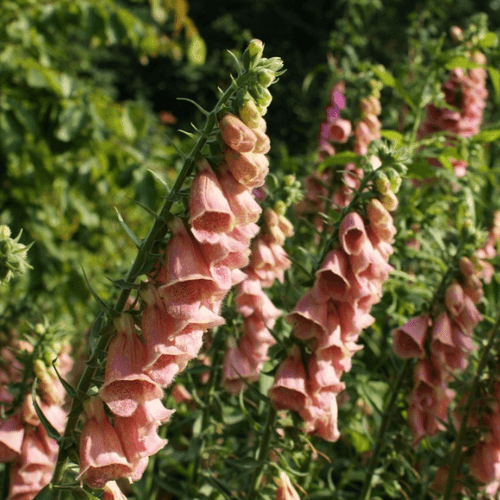 Digitale de Merton - Digitalis mertonensis - FLEURANDIE