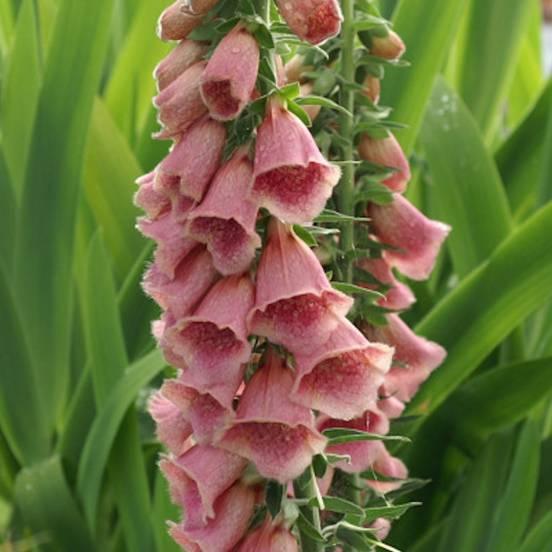 Digitale de Merton - Digitalis mertonensis - FLEURANDIE