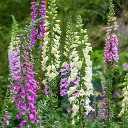 Digitale 'Gloxiniiflora' - Digitalis purpurea 'Gloxiniiflora' - FLEURANDIE