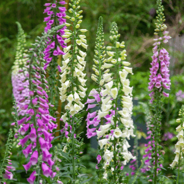 Digitale 'Gloxiniiflora' - Digitalis purpurea 'Gloxiniiflora'