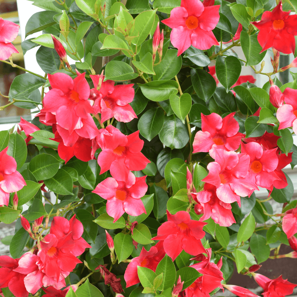 Pianta Dipladenia Sundaville Rossa - Rampicante Fiorito - Per Terrazze E Giardini - Foto 3