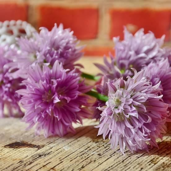 Ciboulette - Allium schoenoprasum - FLEURANDIE