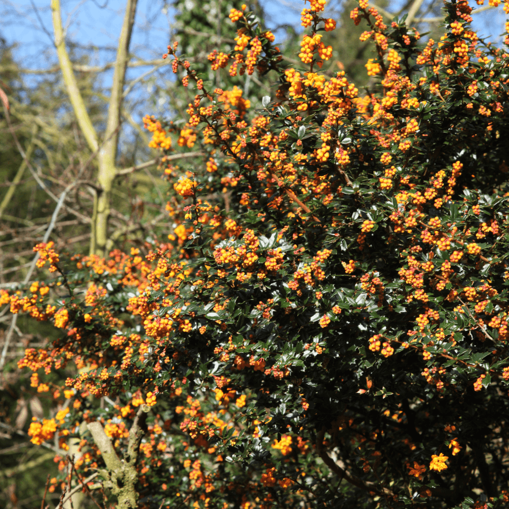 Épine-vinette à feuilles étroites - Berberis x stenophylla - FLEURANDIE