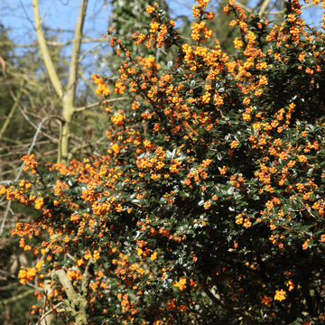 Épine-vinette à feuilles étroites - Berberis x stenophylla