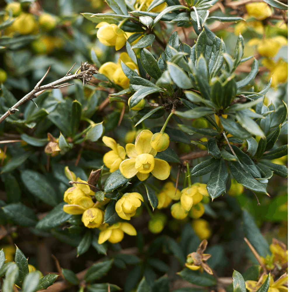 Épine-vinette à feuilles étroites - Berberis x stenophylla - FLEURANDIE