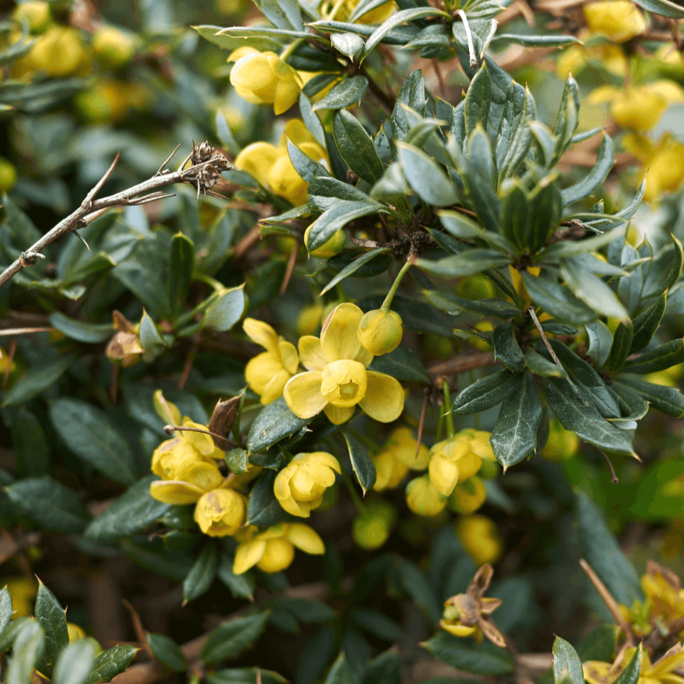 Épine-vinette à feuilles étroites - Berberis x stenophylla - FLEURANDIE