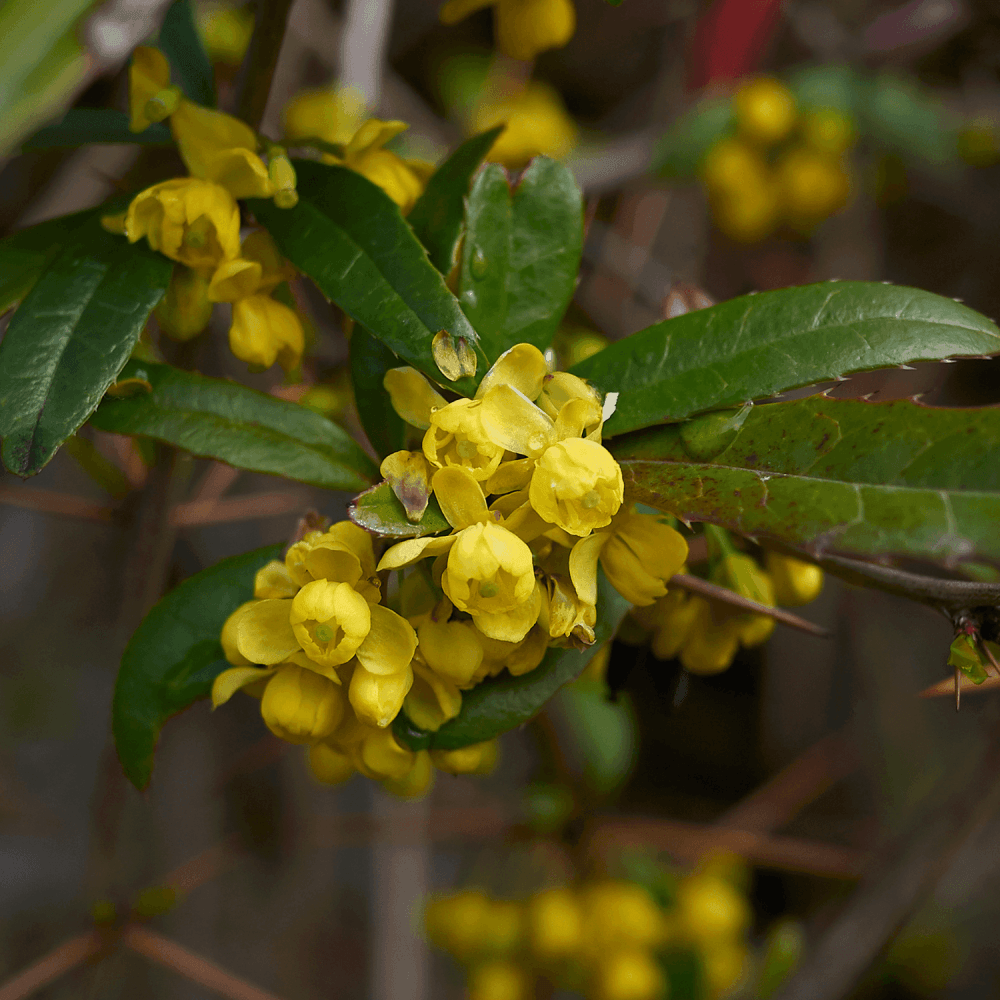 Épine-vinette à feuilles étroites - Berberis x stenophylla - FLEURANDIE